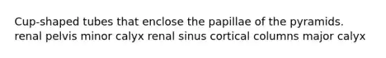 Cup-shaped tubes that enclose the papillae of the pyramids. renal pelvis minor calyx renal sinus cortical columns major calyx