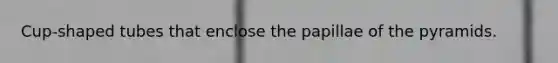 Cup-shaped tubes that enclose the papillae of the pyramids.