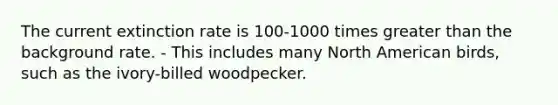 The current extinction rate is 100-1000 times greater than the background rate. - This includes many North American birds, such as the ivory-billed woodpecker.