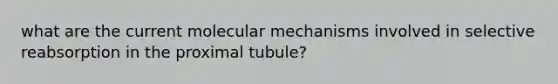 what are the current molecular mechanisms involved in selective reabsorption in the proximal tubule?