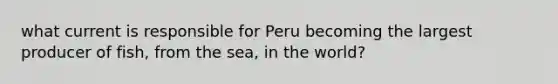 what current is responsible for Peru becoming the largest producer of fish, from the sea, in the world?