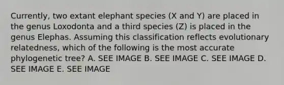 Currently, two extant elephant species (X and Y) are placed in the genus Loxodonta and a third species (Z) is placed in the genus Elephas. Assuming this classification reflects evolutionary relatedness, which of the following is the most accurate phylogenetic tree? A. SEE IMAGE B. SEE IMAGE C. SEE IMAGE D. SEE IMAGE E. SEE IMAGE