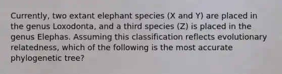 Currently, two extant elephant species (X and Y) are placed in the genus Loxodonta, and a third species (Z) is placed in the genus Elephas. Assuming this classification reflects evolutionary relatedness, which of the following is the most accurate phylogenetic tree?