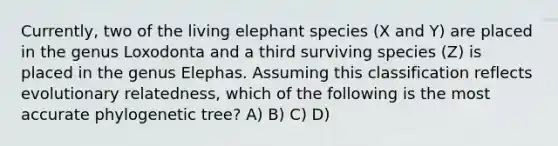 Currently, two of the living elephant species (X and Y) are placed in the genus Loxodonta and a third surviving species (Z) is placed in the genus Elephas. Assuming this classification reflects evolutionary relatedness, which of the following is the most accurate phylogenetic tree? A) B) C) D)