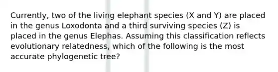 Currently, two of the living elephant species (X and Y) are placed in the genus Loxodonta and a third surviving species (Z) is placed in the genus Elephas. Assuming this classification reflects evolutionary relatedness, which of the following is the most accurate phylogenetic tree?