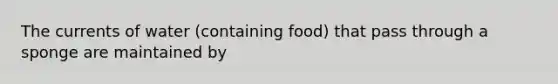 The currents of water (containing food) that pass through a sponge are maintained by