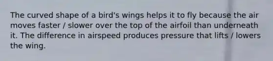 The curved shape of a bird's wings helps it to fly because the air moves faster / slower over the top of the airfoil than underneath it. The difference in airspeed produces pressure that lifts / lowers the wing.