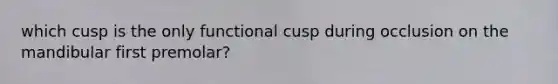 which cusp is the only functional cusp during occlusion on the mandibular first premolar?