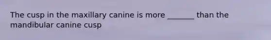 The cusp in the maxillary canine is more _______ than the mandibular canine cusp