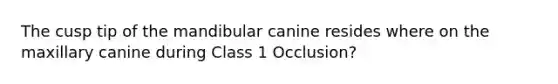 The cusp tip of the mandibular canine resides where on the maxillary canine during Class 1 Occlusion?