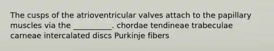 The cusps of the atrioventricular valves attach to the papillary muscles via the __________. chordae tendineae trabeculae carneae intercalated discs Purkinje fibers