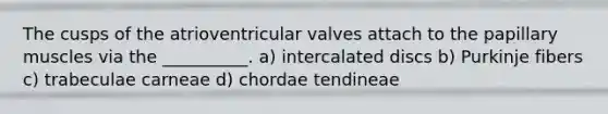 The cusps of the atrioventricular valves attach to the papillary muscles via the __________. a) intercalated discs b) Purkinje fibers c) trabeculae carneae d) chordae tendineae