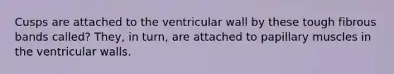 Cusps are attached to the ventricular wall by these tough fibrous bands called? They, in turn, are attached to papillary muscles in the ventricular walls.