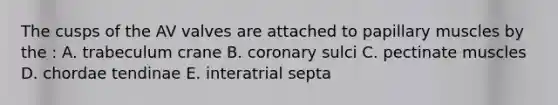 The cusps of the AV valves are attached to papillary muscles by the : A. trabeculum crane B. coronary sulci C. pectinate muscles D. chordae tendinae E. interatrial septa