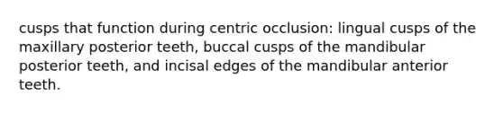 cusps that function during centric occlusion: lingual cusps of the maxillary posterior teeth, buccal cusps of the mandibular posterior teeth, and incisal edges of the mandibular anterior teeth.