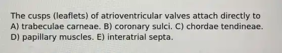 The cusps (leaflets) of atrioventricular valves attach directly to A) trabeculae carneae. B) coronary sulci. C) chordae tendineae. D) papillary muscles. E) interatrial septa.