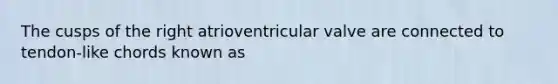 The cusps of the right atrioventricular valve are connected to tendon-like chords known as