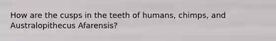 How are the cusps in the teeth of humans, chimps, and Australopithecus Afarensis?