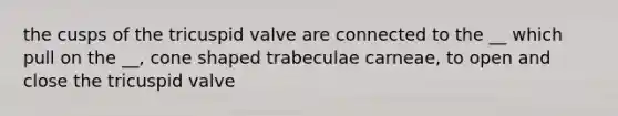 the cusps of the tricuspid valve are connected to the __ which pull on the __, cone shaped trabeculae carneae, to open and close the tricuspid valve