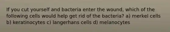 If you cut yourself and bacteria enter the wound, which of the following cells would help get rid of the bacteria? a) merkel cells b) keratinocytes c) langerhans cells d) melanocytes