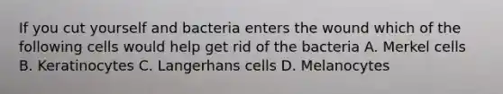 If you cut yourself and bacteria enters the wound which of the following cells would help get rid of the bacteria A. Merkel cells B. Keratinocytes C. Langerhans cells D. Melanocytes