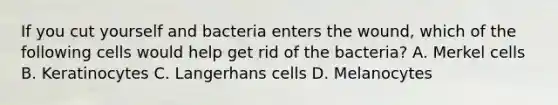 If you cut yourself and bacteria enters the wound, which of the following cells would help get rid of the bacteria? A. Merkel cells B. Keratinocytes C. Langerhans cells D. Melanocytes