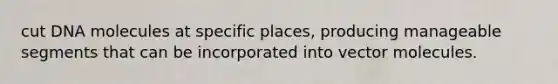 cut DNA molecules at specific places, producing manageable segments that can be incorporated into vector molecules.