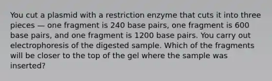 You cut a plasmid with a restriction enzyme that cuts it into three pieces — one fragment is 240 base pairs, one fragment is 600 base pairs, and one fragment is 1200 base pairs. You carry out electrophoresis of the digested sample. Which of the fragments will be closer to the top of the gel where the sample was inserted?