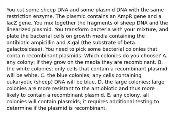 You cut some sheep DNA and some plasmid DNA with the same restriction enzyme. The plasmid contains an AmpR gene and a lacZ gene. You mix together the fragments of sheep DNA and the linearized plasmid. You transform bacteria with your mixture, and plate the bacterial cells on growth media containing the antibiotic ampicillin and X-gal (the substrate of beta-galactosidase). You need to pick some bacterial colonies that contain recombinant plasmids. Which colonies do you choose? A. any colony; if they grow on the media they are recombinant. B. the white colonies; only cells that contain a recombinant plasmid will be white. C. the blue colonies; any cells containing eukaryotic (sheep) DNA will be blue. D. the large colonies; large colonies are more resistant to the antiobiotic and thus more likely to contain a recombinant plasmid. E. any colony, all colonies will contain plasmids; it requires additional testing to determine if the plasmid is recombinant.