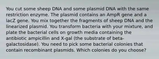 You cut some sheep DNA and some plasmid DNA with the same restriction enzyme. The plasmid contains an AmpR gene and a lacZ gene. You mix together the fragments of sheep DNA and the linearized plasmid. You transform bacteria with your mixture, and plate the bacterial cells on growth media containing the antibiotic ampicillin and X-gal (the substrate of beta-galactosidase). You need to pick some bacterial colonies that contain recombinant plasmids. Which colonies do you choose?