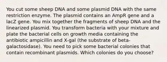 You cut some sheep DNA and some plasmid DNA with the same restriction enzyme. The plasmid contains an AmpR gene and a lacZ gene. You mix together the fragments of sheep DNA and the linearized plasmid. You transform bacteria with your mixture and plate the bacterial cells on growth media containing the antibiotic ampicillin and X-gal (the substrate of beta-galactosidase). You need to pick some bacterial colonies that contain recombinant plasmids. Which colonies do you choose?