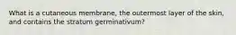 What is a cutaneous membrane, the outermost layer of the skin, and contains the stratum germinativum?