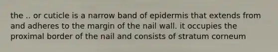 the .. or cuticle is a narrow band of epidermis that extends from and adheres to the margin of the nail wall. it occupies the proximal border of the nail and consists of stratum corneum