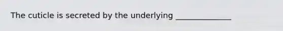 The cuticle is secreted by the underlying ______________