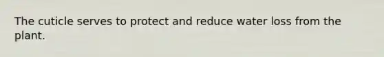 The cuticle serves to protect and reduce water loss from the plant.