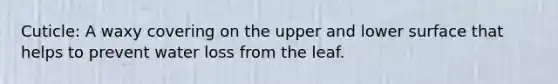 Cuticle: A waxy covering on the upper and lower surface that helps to prevent water loss from the leaf.