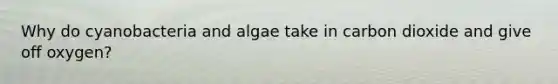 Why do cyanobacteria and algae take in carbon dioxide and give off oxygen?