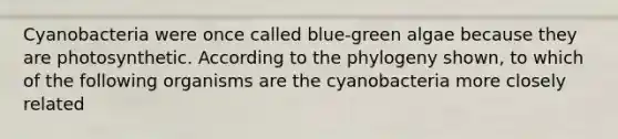 Cyanobacteria were once called blue-green algae because they are photosynthetic. According to the phylogeny shown, to which of the following organisms are the cyanobacteria more closely related