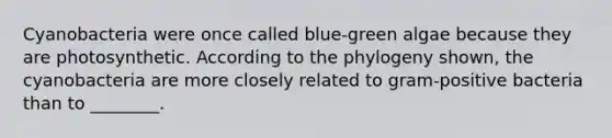 Cyanobacteria were once called blue-green algae because they are photosynthetic. According to the phylogeny shown, the cyanobacteria are more closely related to gram-positive bacteria than to ________.