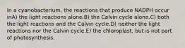 In a cyanobacterium, the reactions that produce NADPH occur inA) the light reactions alone.B) the Calvin cycle alone.C) both the light reactions and the Calvin cycle.D) neither the light reactions nor the Calvin cycle.E) the chloroplast, but is not part of photosynthesis.