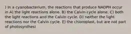 ) In a cyanobacterium, the reactions that produce NADPH occur in A) the light reactions alone. B) the Calvin cycle alone. C) both the light reactions and the Calvin cycle. D) neither the light reactions nor the Calvin cycle. E) the chloroplast, but are not part of photosynthesi