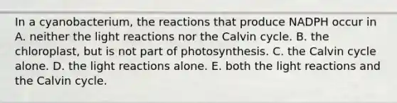 In a cyanobacterium, the reactions that produce NADPH occur in A. neither the <a href='https://www.questionai.com/knowledge/kSUoWrrvoC-light-reactions' class='anchor-knowledge'>light reactions</a> nor the Calvin cycle. B. the chloroplast, but is not part of photosynthesis. C. the Calvin cycle alone. D. the light reactions alone. E. both the light reactions and the Calvin cycle.