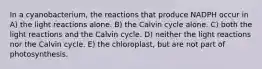 In a cyanobacterium, the reactions that produce NADPH occur in A) the light reactions alone. B) the Calvin cycle alone. C) both the light reactions and the Calvin cycle. D) neither the light reactions nor the Calvin cycle. E) the chloroplast, but are not part of photosynthesis.