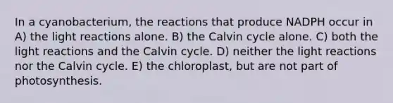 In a cyanobacterium, the reactions that produce NADPH occur in A) the light reactions alone. B) the Calvin cycle alone. C) both the light reactions and the Calvin cycle. D) neither the light reactions nor the Calvin cycle. E) the chloroplast, but are not part of photosynthesis.