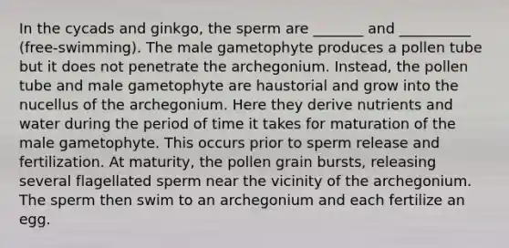 In the cycads and ginkgo, the sperm are _______ and __________ (free-swimming). The male gametophyte produces a pollen tube but it does not penetrate the archegonium. Instead, the pollen tube and male gametophyte are haustorial and grow into the nucellus of the archegonium. Here they derive nutrients and water during the period of time it takes for maturation of the male gametophyte. This occurs prior to sperm release and fertilization. At maturity, the pollen grain bursts, releasing several flagellated sperm near the vicinity of the archegonium. The sperm then swim to an archegonium and each fertilize an egg.