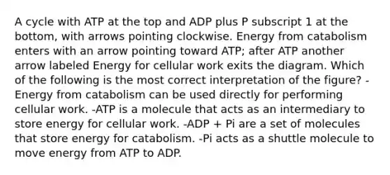 A cycle with ATP at the top and ADP plus P subscript 1 at the bottom, with arrows pointing clockwise. Energy from catabolism enters with an arrow pointing toward ATP; after ATP another arrow labeled Energy for cellular work exits the diagram. Which of the following is the most correct interpretation of the figure? -Energy from catabolism can be used directly for performing cellular work. -ATP is a molecule that acts as an intermediary to store energy for cellular work. -ADP + Pi are a set of molecules that store energy for catabolism. -Pi acts as a shuttle molecule to move energy from ATP to ADP.