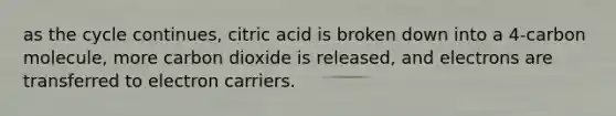 as the cycle continues, citric acid is broken down into a 4-carbon molecule, more carbon dioxide is released, and electrons are transferred to electron carriers.