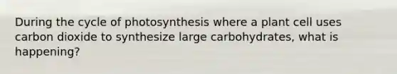 During the cycle of photosynthesis where a plant cell uses carbon dioxide to synthesize large carbohydrates, what is happening?