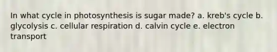 In what cycle in photosynthesis is sugar made? a. kreb's cycle b. glycolysis c. cellular respiration d. calvin cycle e. electron transport