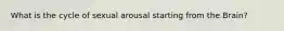 What is the cycle of sexual arousal starting from the Brain?